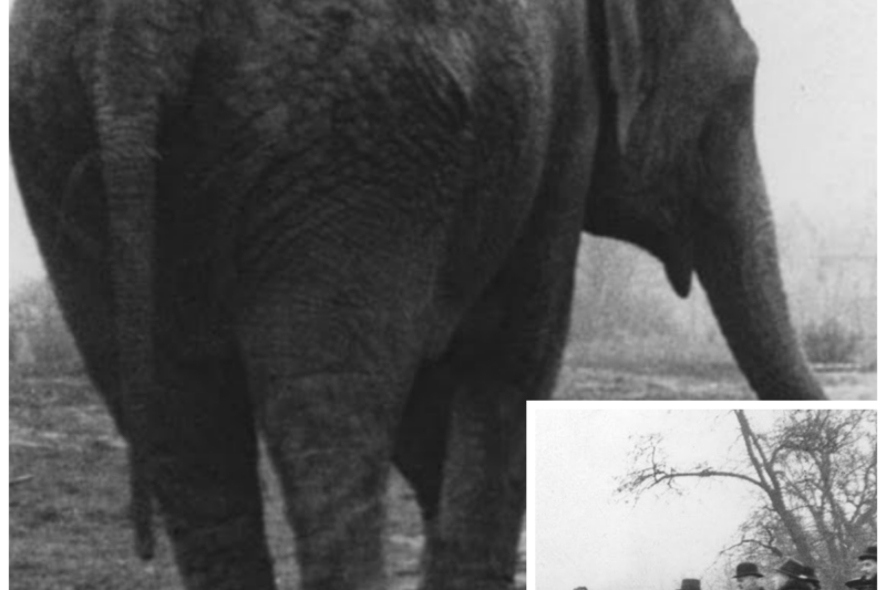 Nazis Never Knew the Warsaw Zoo Was Hiding Hundreds of Jews Beneath Their Feet
