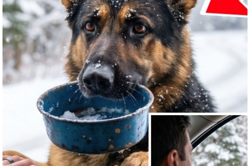 Former Navy SEAL Fed This Pregnant Stray Dog Every Morning—But One Day She Vanished