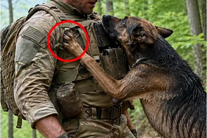 Abandoned K-9 German Shepherd Leaps Into a Navy SEAL’s Arms: “Please Don’t Leave My Puppies!”
