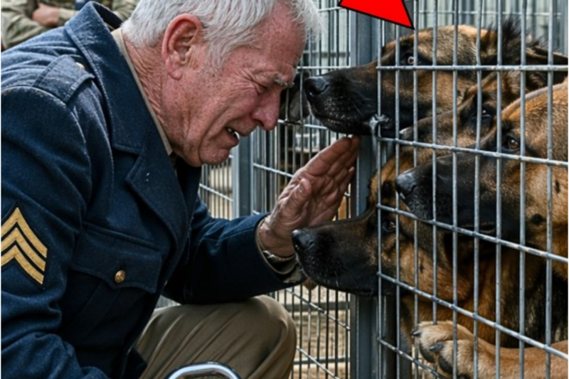 “I’ll Take All 12,” The Old Veteran Said at the K9 Auction — Then the Navy SEALs Walked In
