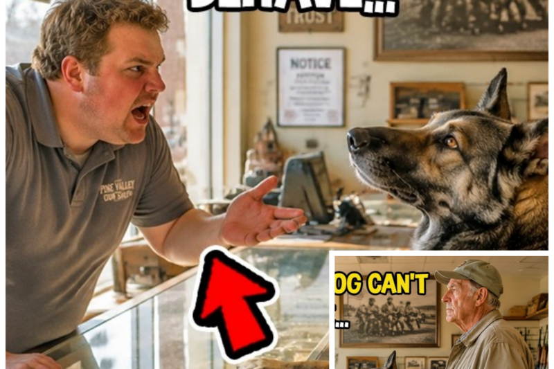 The Old Sniper’s K9 Refused to Leave the Gun Shop Counter — Then the Owner Saw the Vest Patch