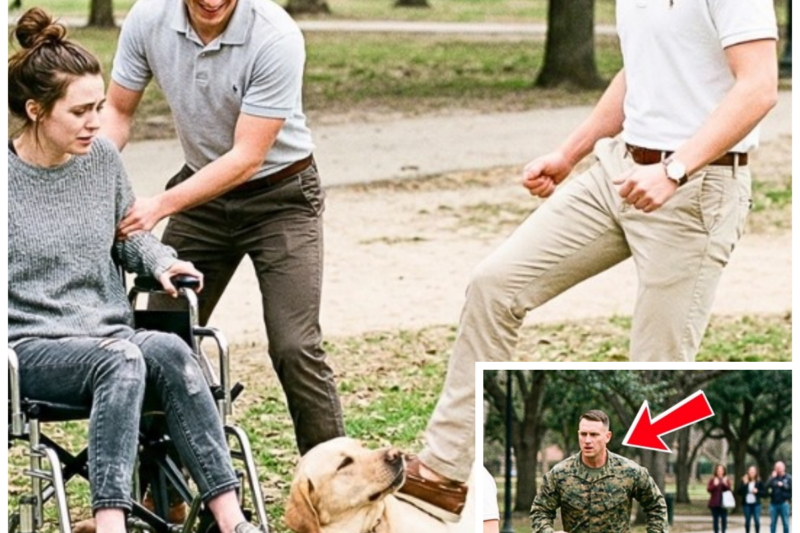 Rich Kids Bullied a Woman in Wheelchair and Hurt Her Dog – Until a Marine’s K9 Stepped In